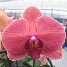 Hydroponic Phalaenopsis Orchid Plant Seeds for a sweet addition to the home orchard