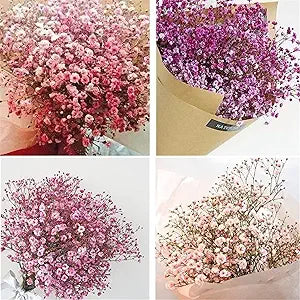 Gypsophila Gypsophila elegans flower seeds mix for planting in indoor pots or garden borders - for planting in home garden