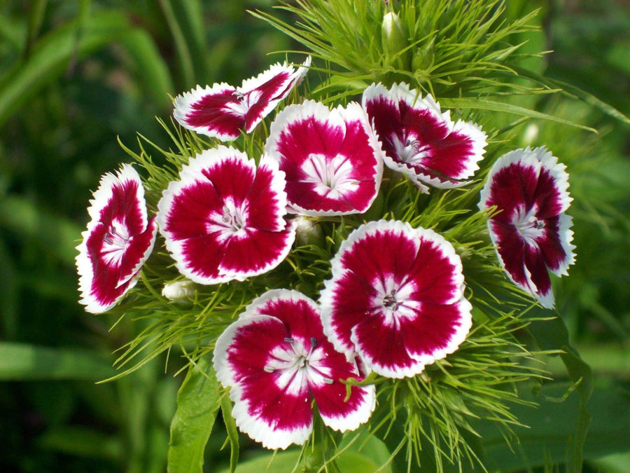 Dianthus Dianthus Barbatus Sonata Mix Flower Seeds for Planting – Ideal for Home Garden Borders and Seasonal Displays
