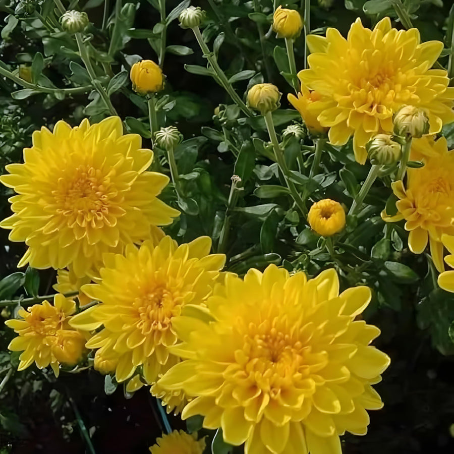 Chrysanthemum Flower ��������� Chrysanthemum spp. ��������� for planting in yellow garden