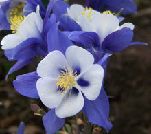 Aquilegia Columbine Heavenly Blue and White flower Seeds for gardeners building out beds and borders