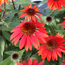Black Echinacea Purpurea Perennial Seeds for reliable seasonal color