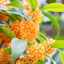 Fragrans Seeds for a bright addition to the Light Orange Garden