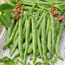 Bean Seeds for growers stocking a kitchen garden