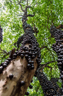 Brazilian Grape Tree Seeds for growers wanting a homegrown harvest