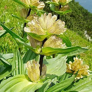 Gentiana Punctata Gentiana punctata shade-loving flower seeds for planting in woodland or rock gardens