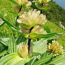 Gentiana Punctata Gentiana punctata shade-loving flower seeds for planting in woodland or rock gardens