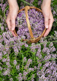 Creeping Thyme Seeds (Thymus serpyllum) for a flavorful crop in the Herb Garden