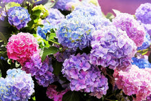 Hydrangea Hydrangea macrophylla flower seeds for planting in backyard gardening spaces - for planting in home garden