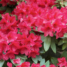 Azalea Seeds (Rhododendron spp.) for a bright addition to the Flower Bed