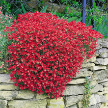 Roccia Cress Cascading Red Viola Aubrieta Perennial Plant Seeds for gardeners building out beds and borders