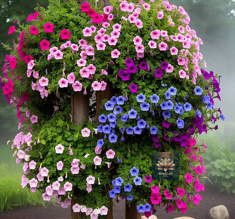 Climbing Petunia Hybrida Multicolor Seeds for fast cover along a fence or wall