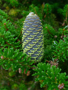 Korean Fir Seeds for reliable seasonal color