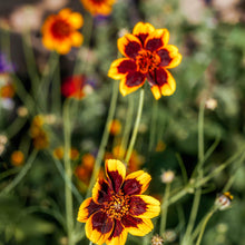 Cosmidium brunette Cosmidium burridgeanum for annual flowers