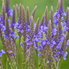 Blue Vervain Seeds (Verbena hastata) for a bright addition to the native wildflower wetland garden