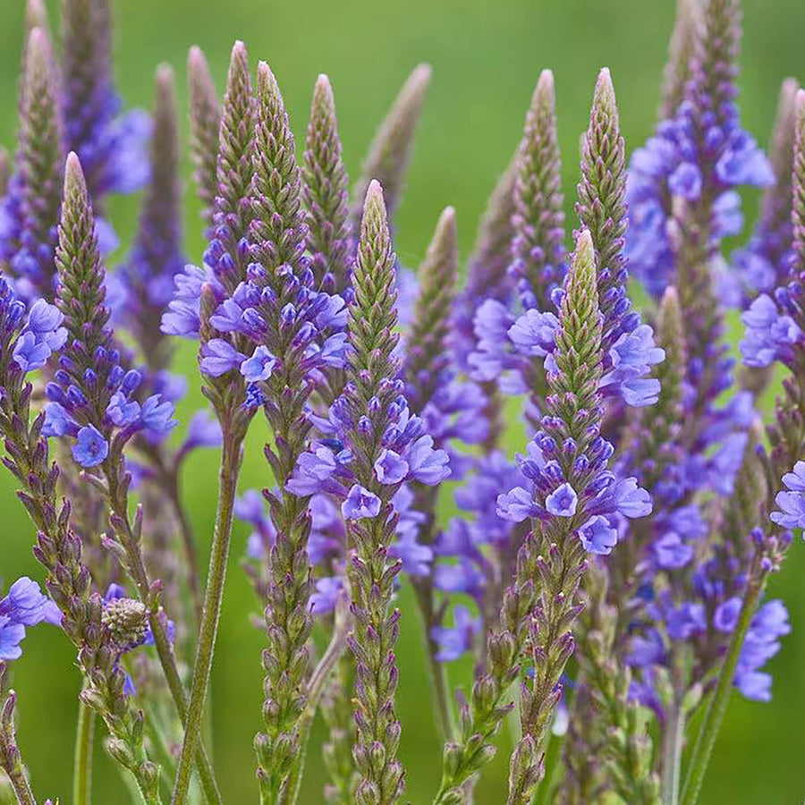 Blue Vervain ��������� Verbena hastata ��������� for planting in garden beds