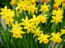 JBA Dwarf Daffodil Bulbs for growers seeking a long-blooming display