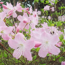 Azalea Seeds (Rhododendron schlippenbachii) for a lasting display in the home garden or shaded beds