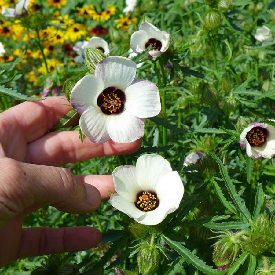 Hibiscus Trionum Simply Love Flower Seeds