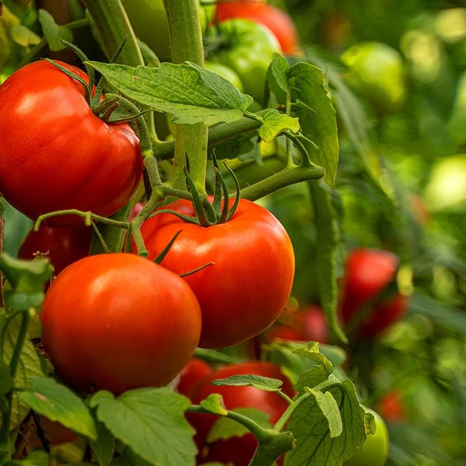 Dinner Plate organic beefsteak tomato seeds