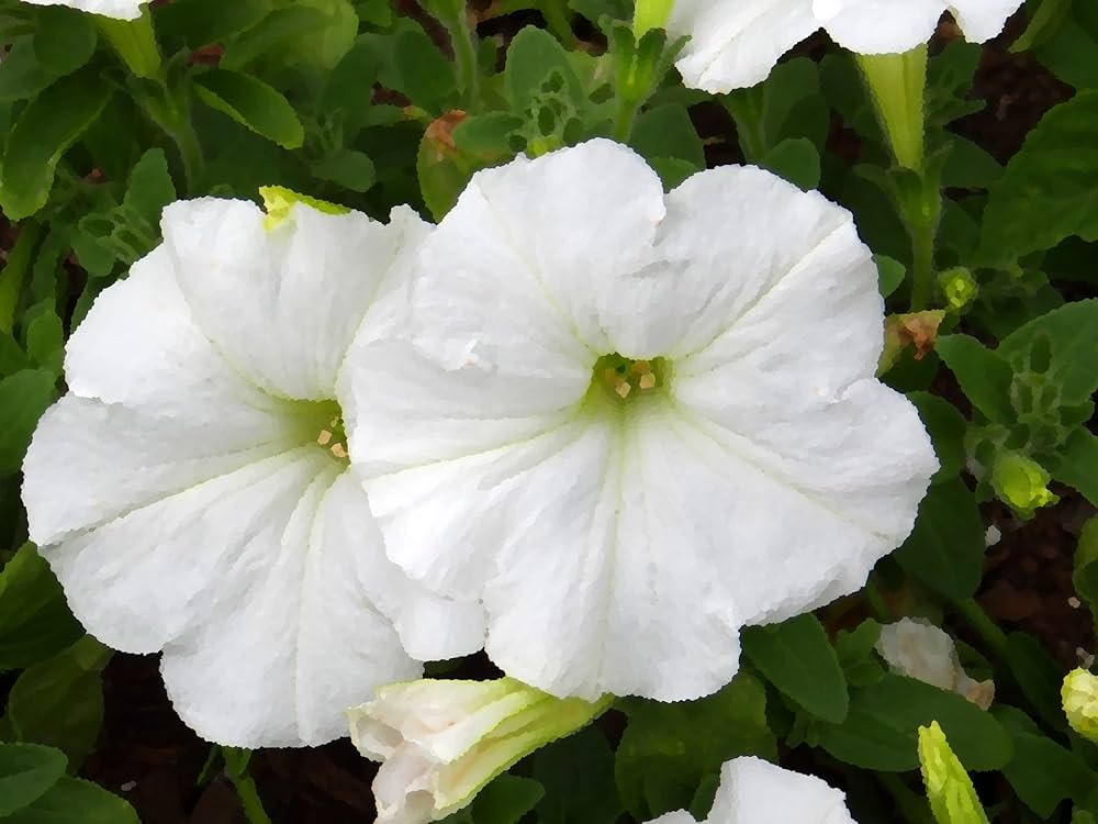 Petunia Flower ��������� Petunia spp. ��������� for planting in white garden