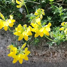 Trefoil Lotus Corniculatus Bird's Foot Flower Seeds for Planting – Pollinator-Friendly Ground Cover for Native Gardens