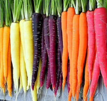 Mixed Color Carrot Seeds for a fresh homegrown crop from the Home Vegetable Gardens – + Seeds