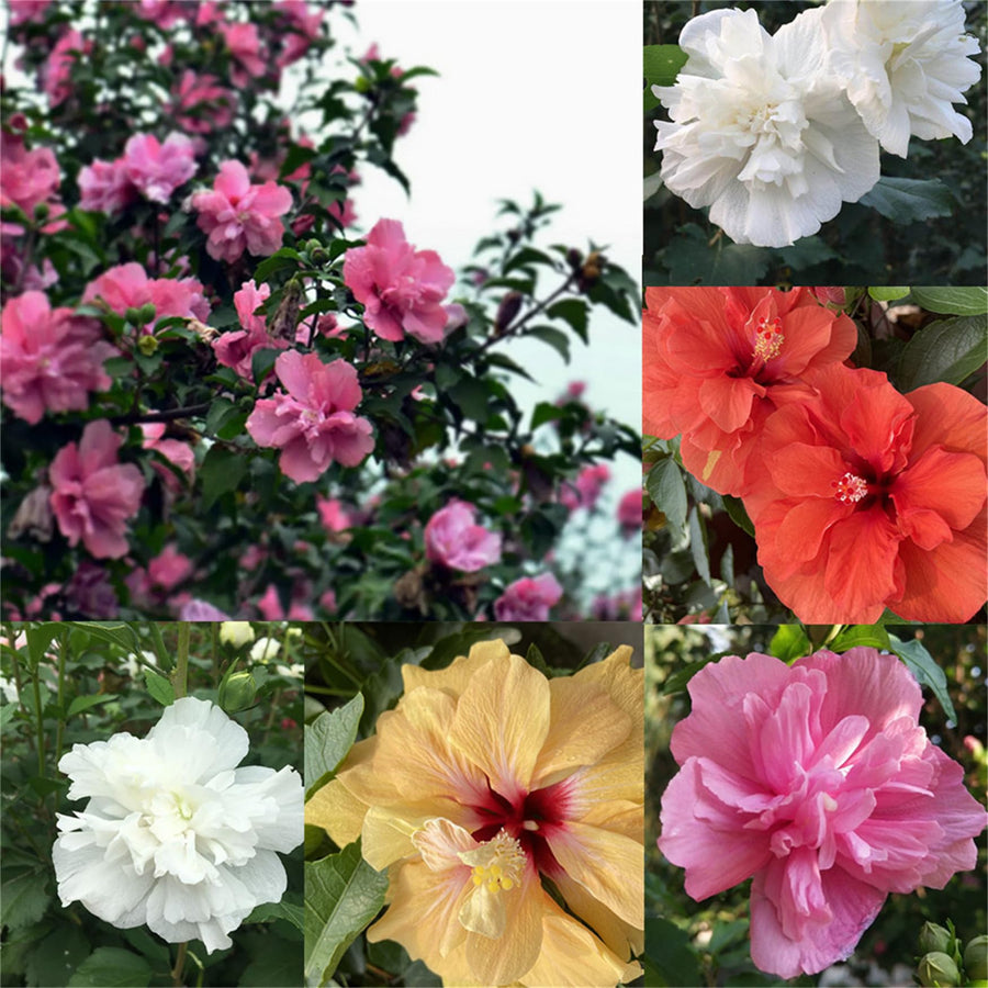 Rose of Sharon Hibiscus Syriacus Seeds
