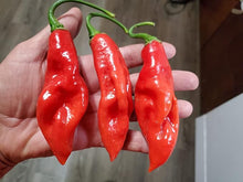 Pepper Seeds (Capsicum spp.) for productive rows in the Vegetable Patch