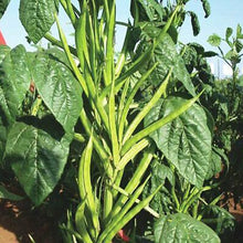Cluster Bean Seeds (Cyamopsis tetragonoloba) for productive rows in the vegetable patches and home gardens