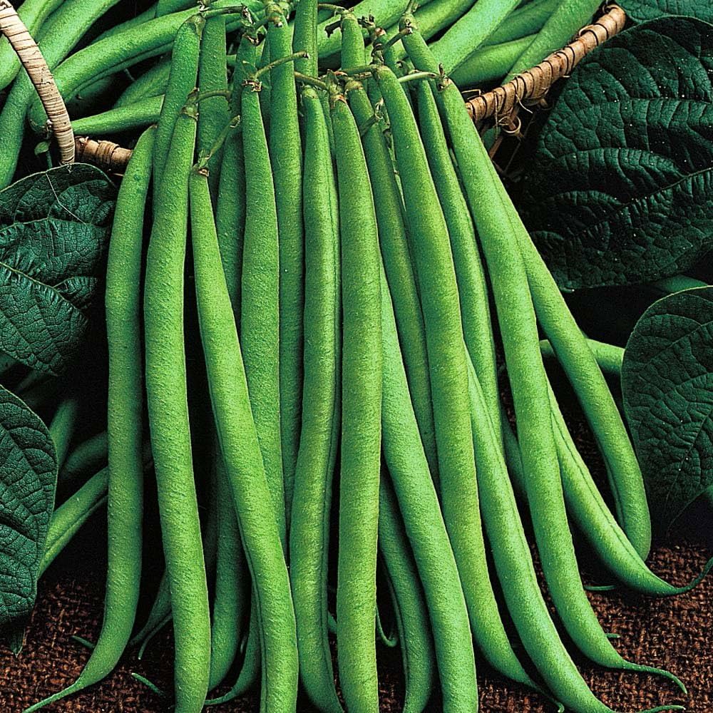 Snap String Beans for planting