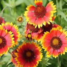 Gaillardia Aristata Tokajar Perennial Seeds for reliable seasonal color