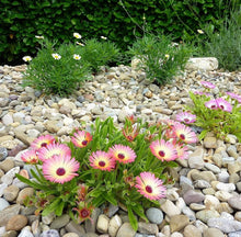 Heirloom Mongimbryanthemum Seeds for a homegrown harvest from the Flower Garden