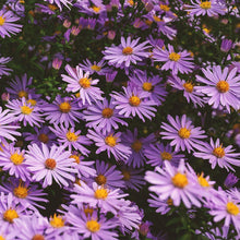 Aster Seeds (Aster spp.) for a colorful addition to any planting
