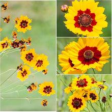 Coreopsis Seeds (Coreopsis spp.) for seasonal color across the Flower Bed & Garden