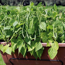 Adzuki Bean Seeds for a reliable harvest in the vegetable patch garden