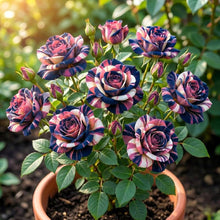 Rare Blau Rosa Chinensis Shrub Rose Seeds for reliable seasonal color