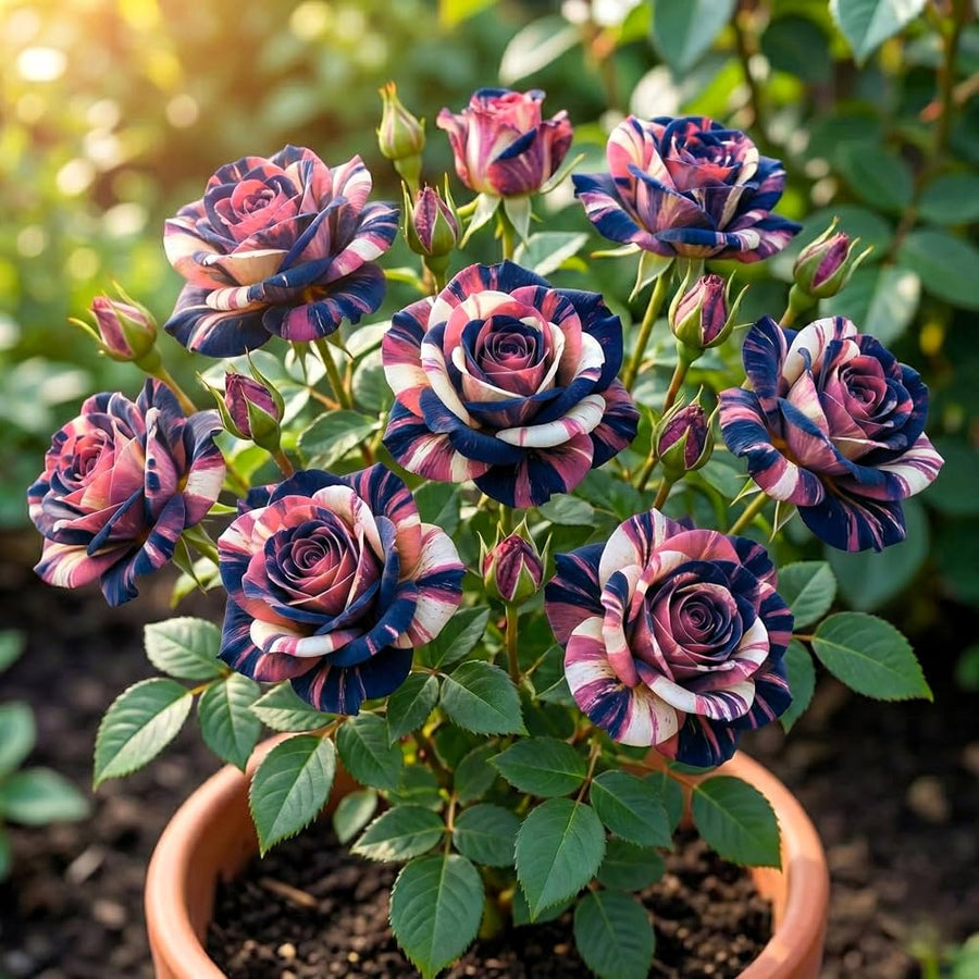 Rare Blau Rosa Chinensis Shrub Rose Seeds for reliable seasonal color