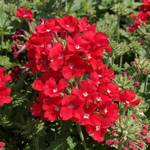 Verbena Logro Scarlet Seeds valued for brilliant Red Blooms