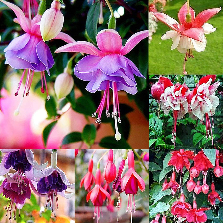 Viola Double Petal Fuchsia for bonsai and garden decoration