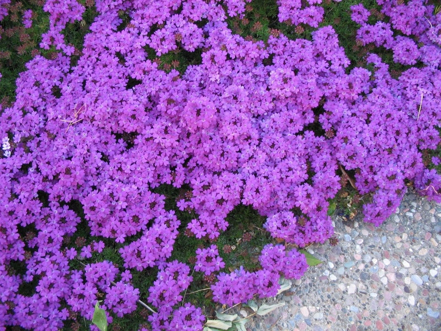 Heirloom Semi Venato Verbena Moujean Tea Seeds