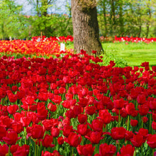 Daydream Darwin Hybrid Tulip Bulbs for reliable seasonal color