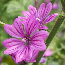 Mallow Seeds (Malva sylvestris) for a lasting display in the backyard garden or wildflower beds