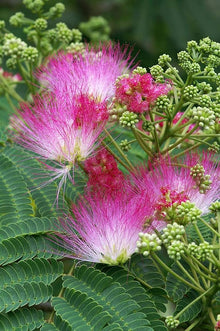 Albizia Julibrissin Bonsai Seeds (Albizia julibrissin) for long-term planting in the yard