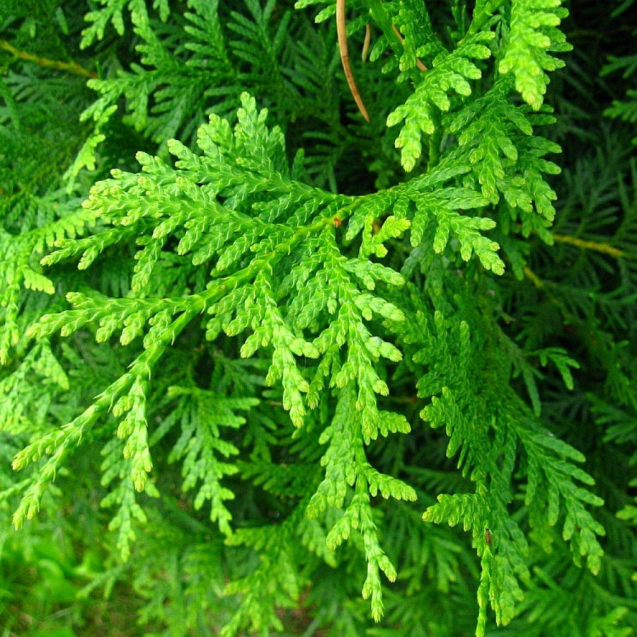 White Cedar (Thuja occidentalis) for garden planting and landscaping