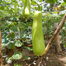 Bottle Gourd Seeds (Lagenaria siceraria) for a fresh homegrown crop from the vegetable patches and backyard gardens