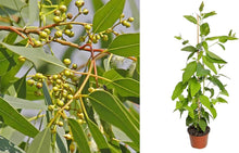 Lemon Scented Gum Eucalyptus Seeds for a colorful addition to any planting