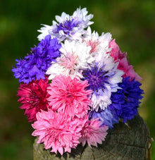 Centaurea Seeds (Centaurea cyanus) for a bright addition to the Flower Bed & Garden