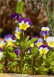 Pansy Viola Tricolor Seeds for growers filling out the Colorful Garden Planting