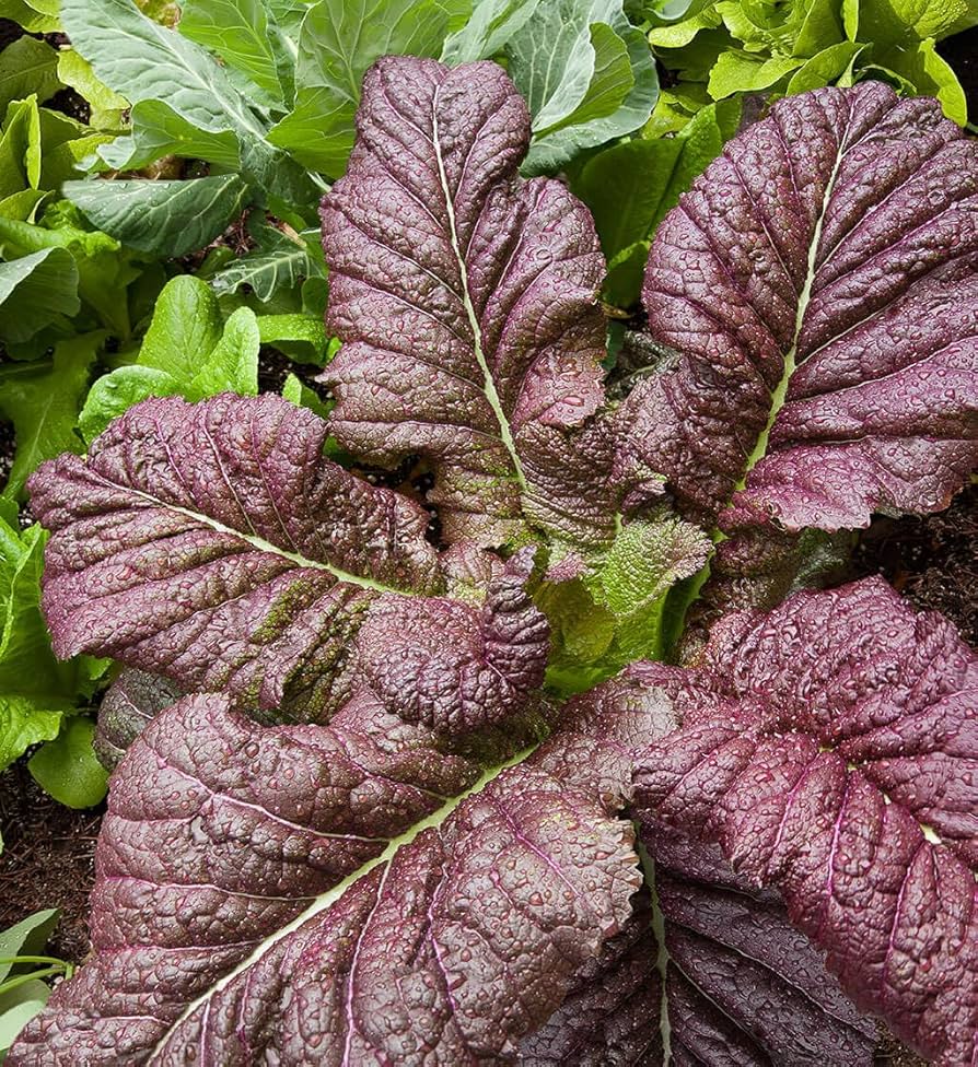 Red Mustard Osaka ��������� Brassica juncea ��������� for garden planting